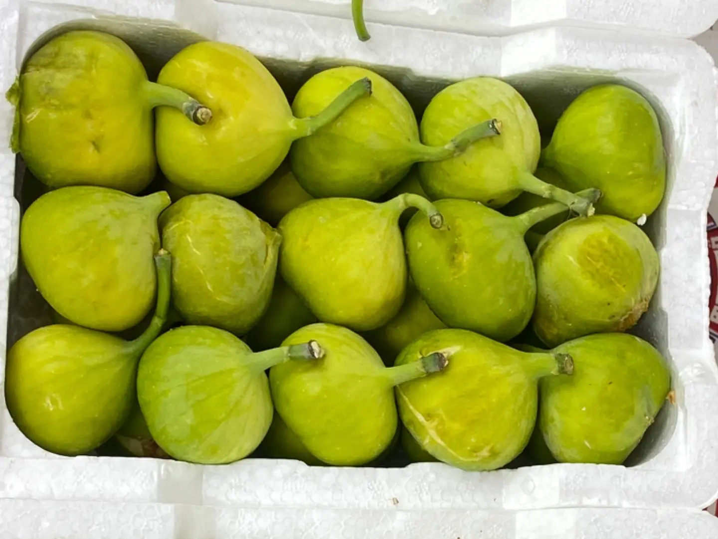 تين اخضر فلين