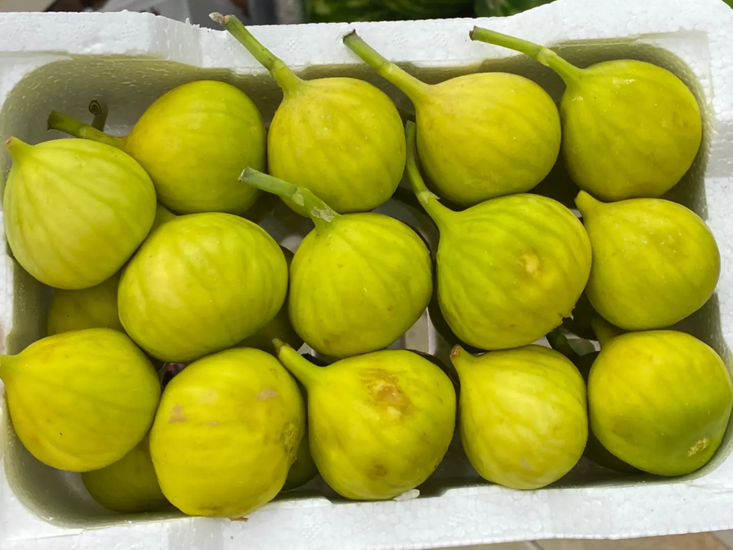 Green Fig (Flin)