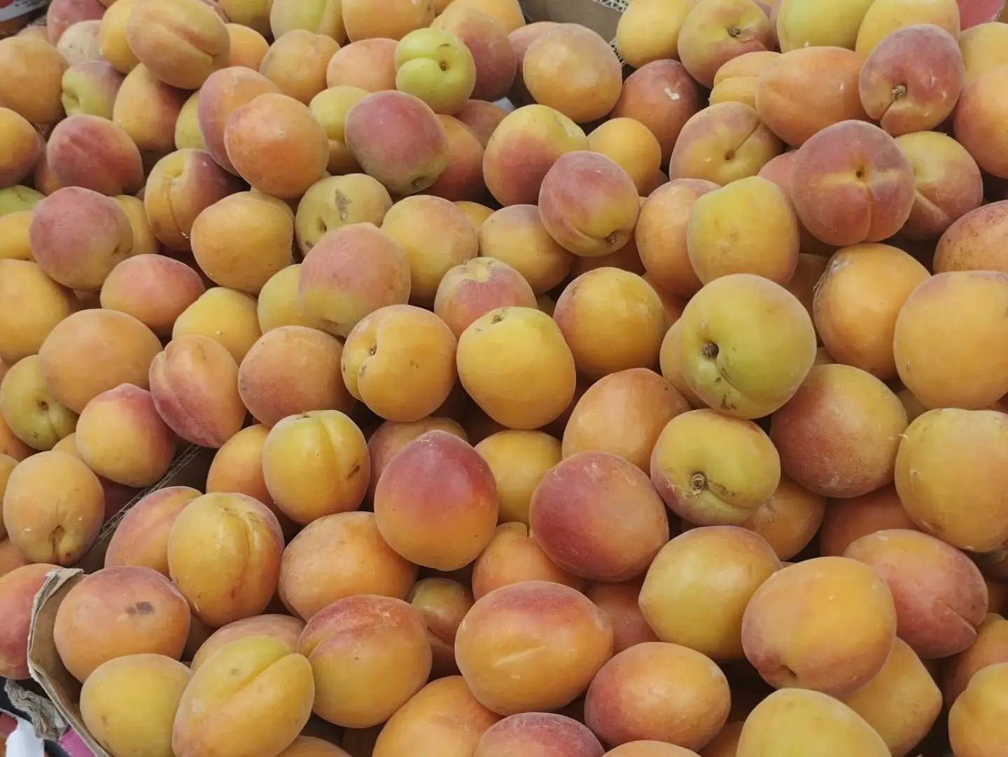 Apricot