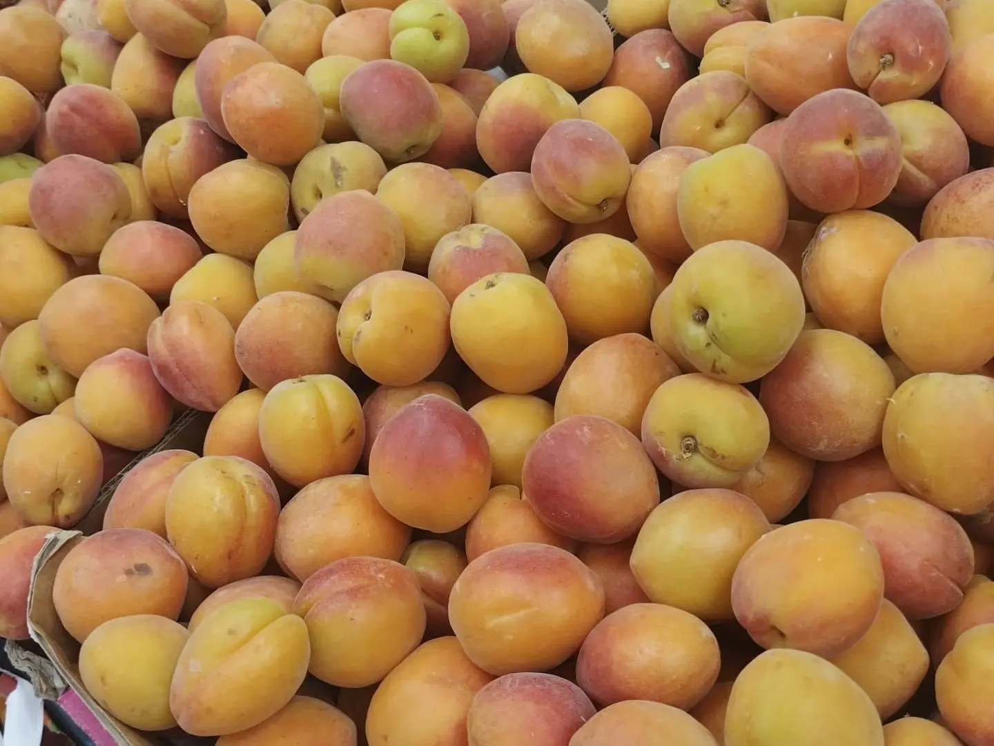 Apricot