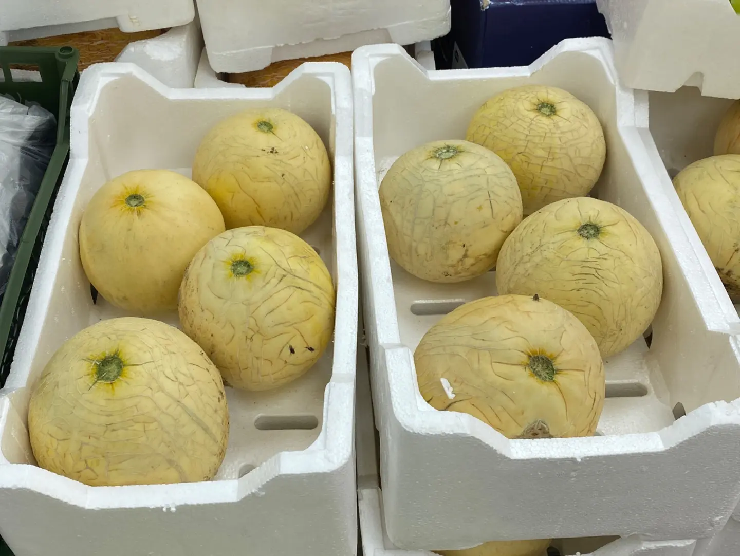 Melon1