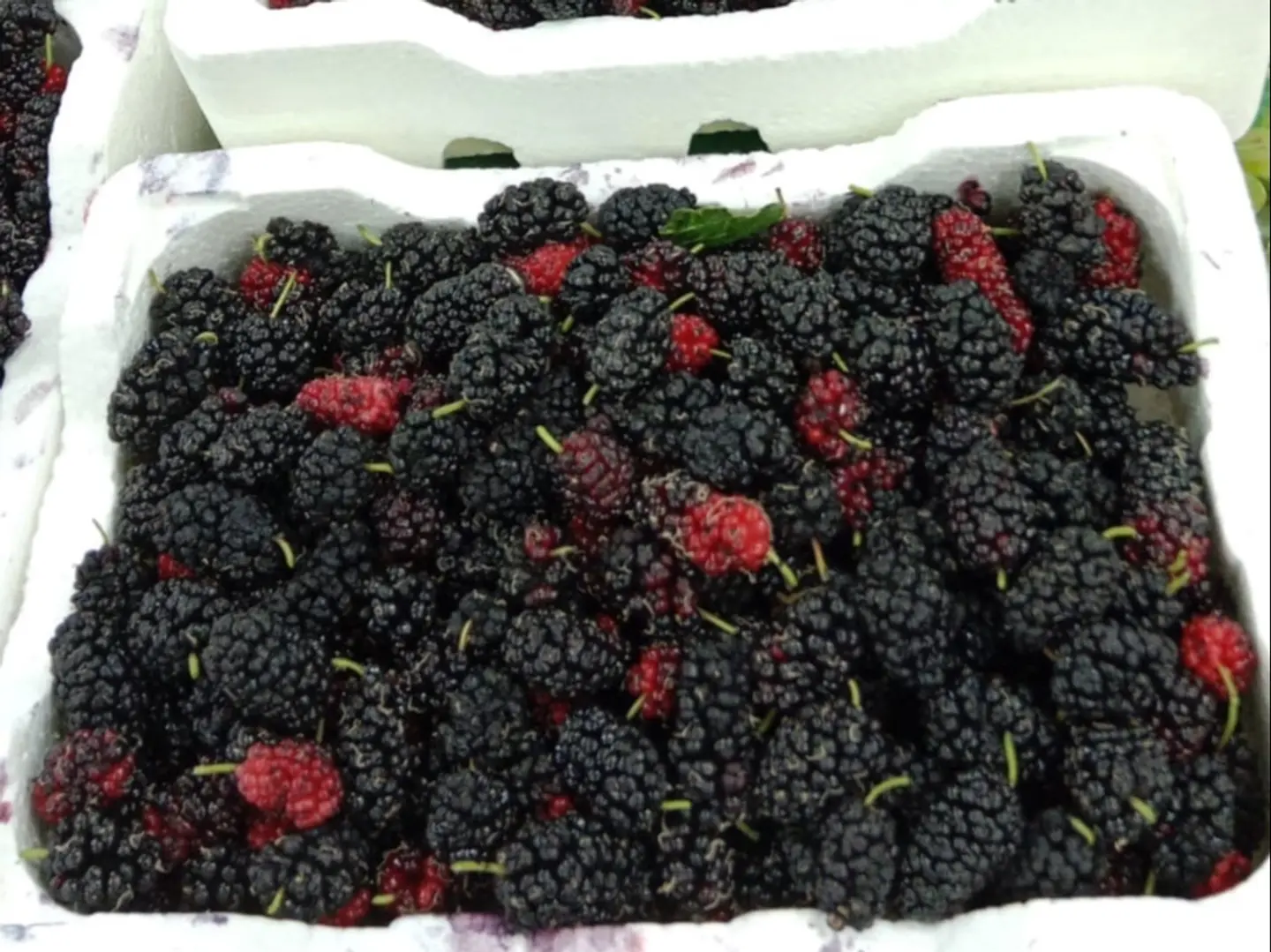 توت بلدي فلين