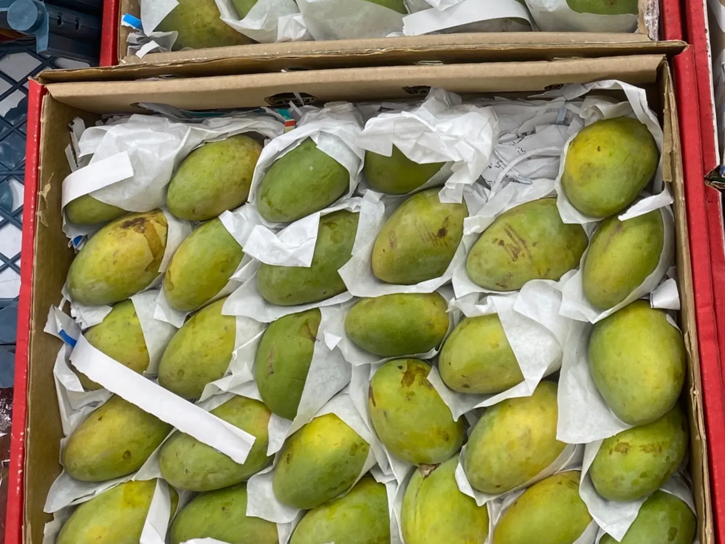 Mango