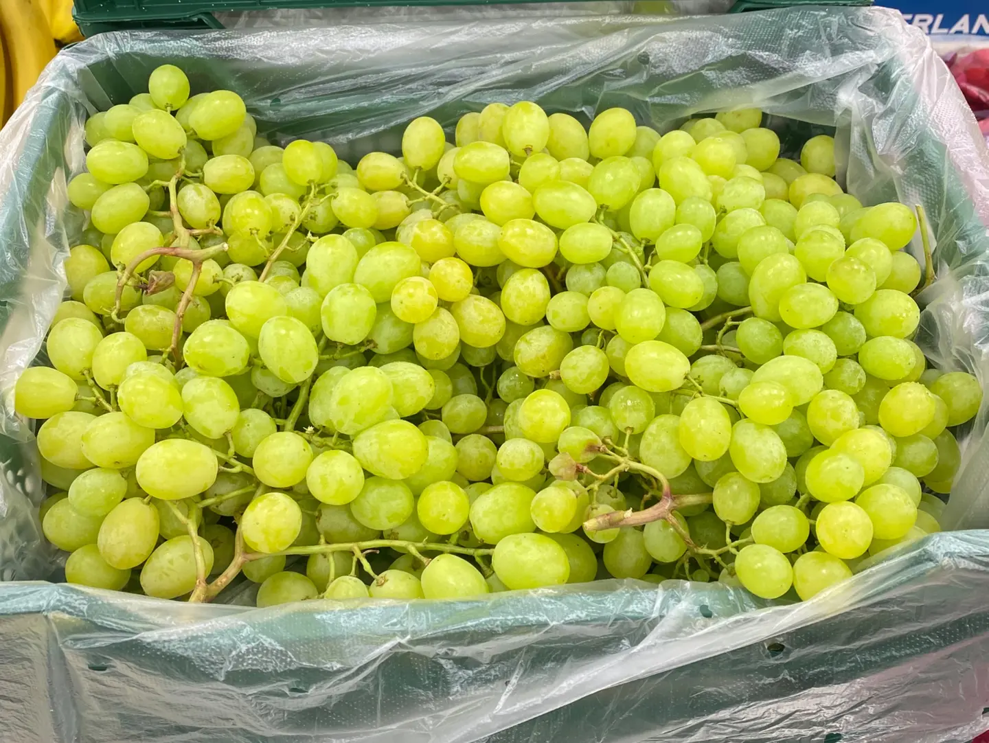 Egyptian Grapes