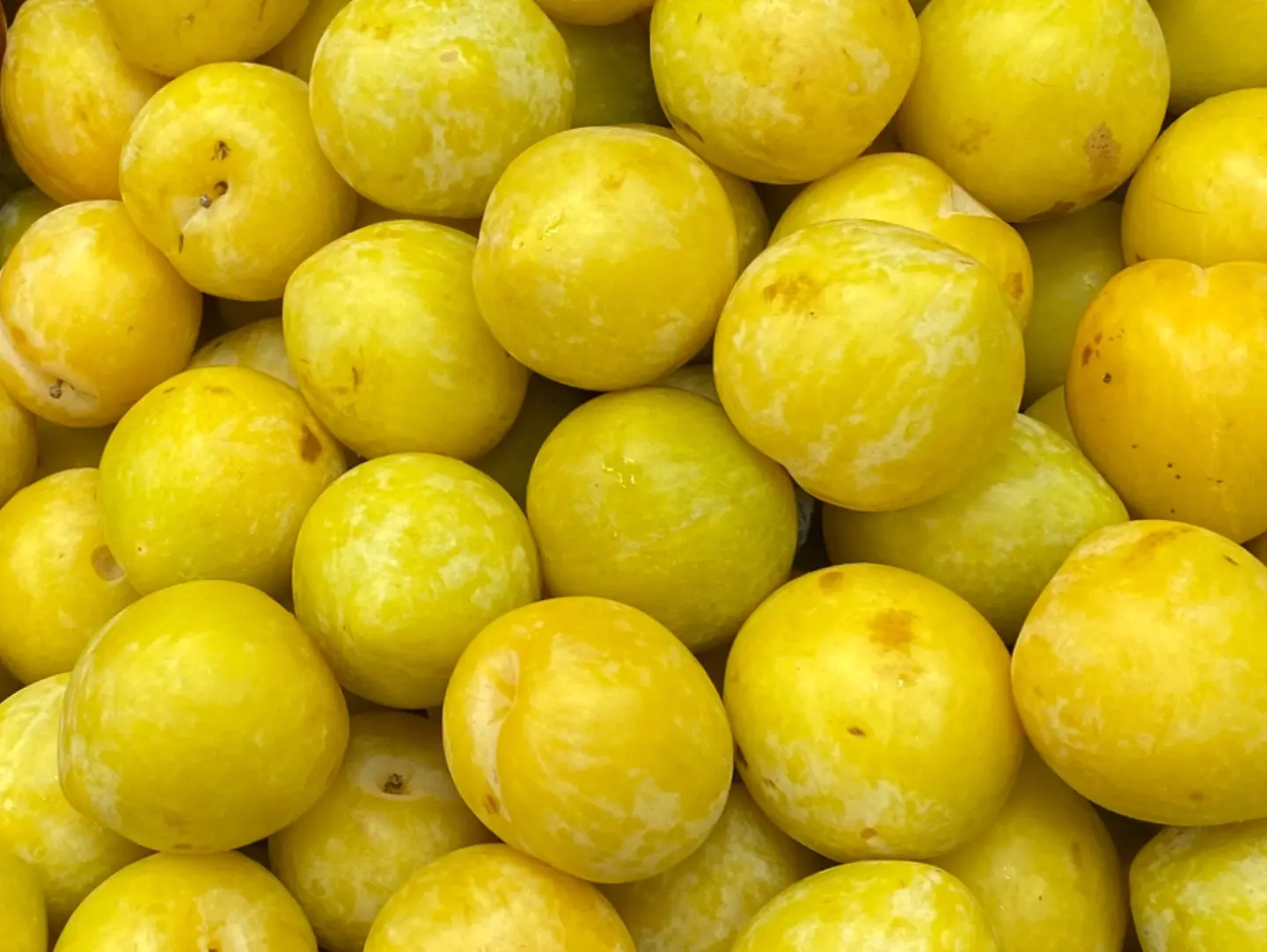 غواجه اصفر نص كيلو
