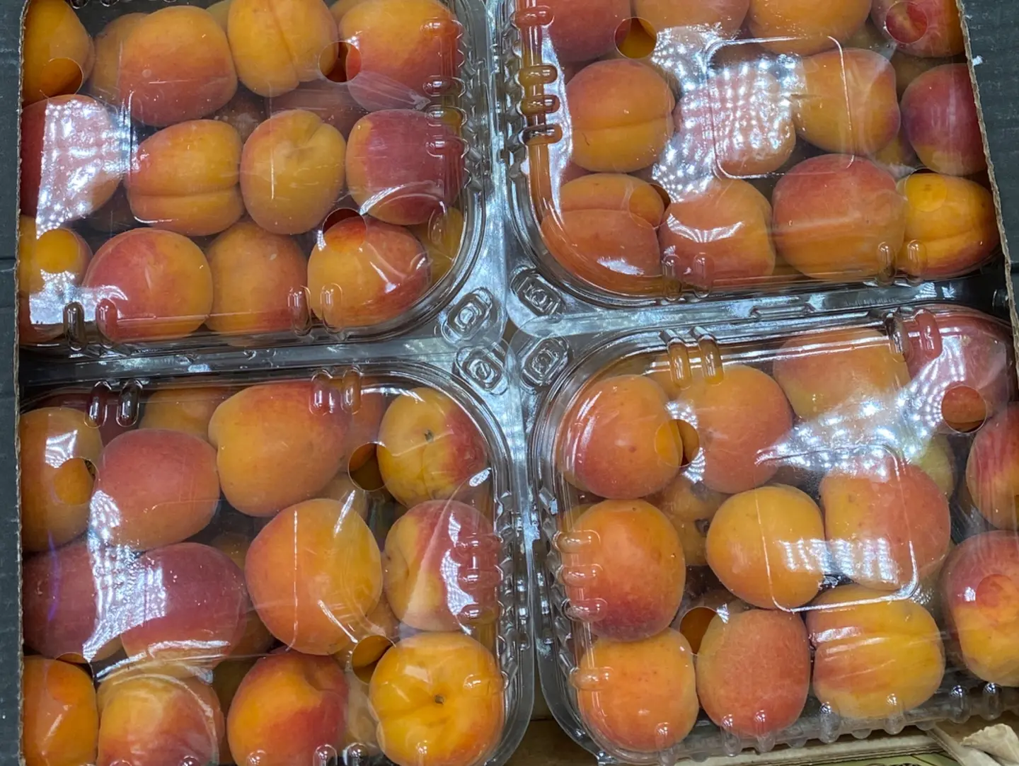 مشمش اردني علبه