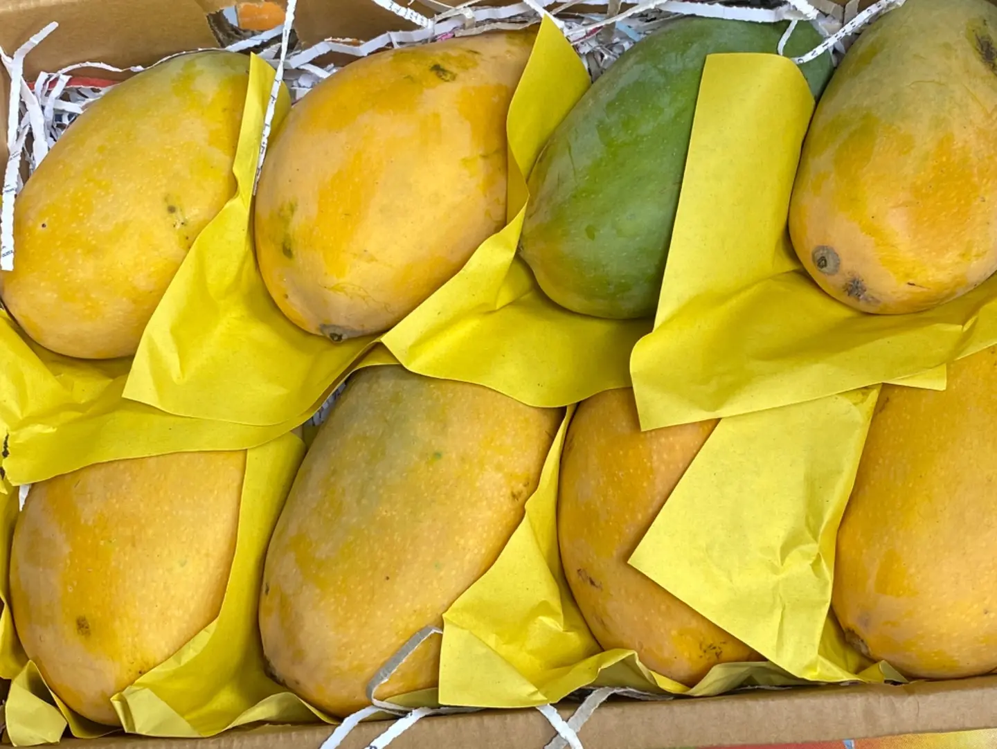Yemeni Engra Mango Cartoon