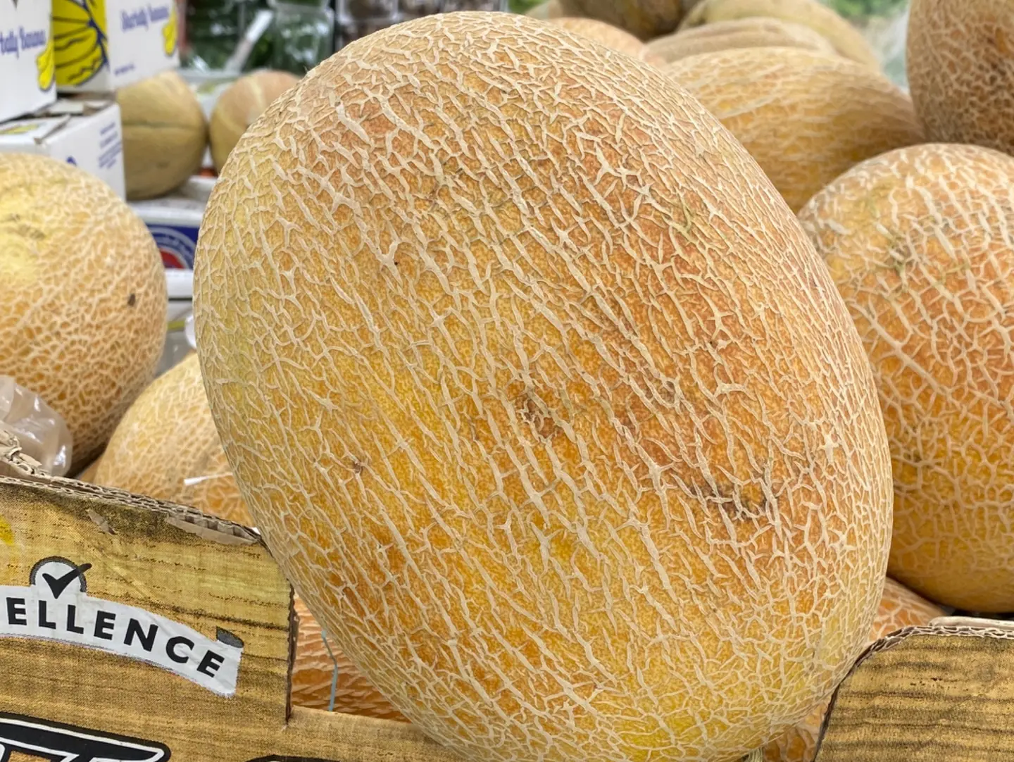 شمام اردني الحبه