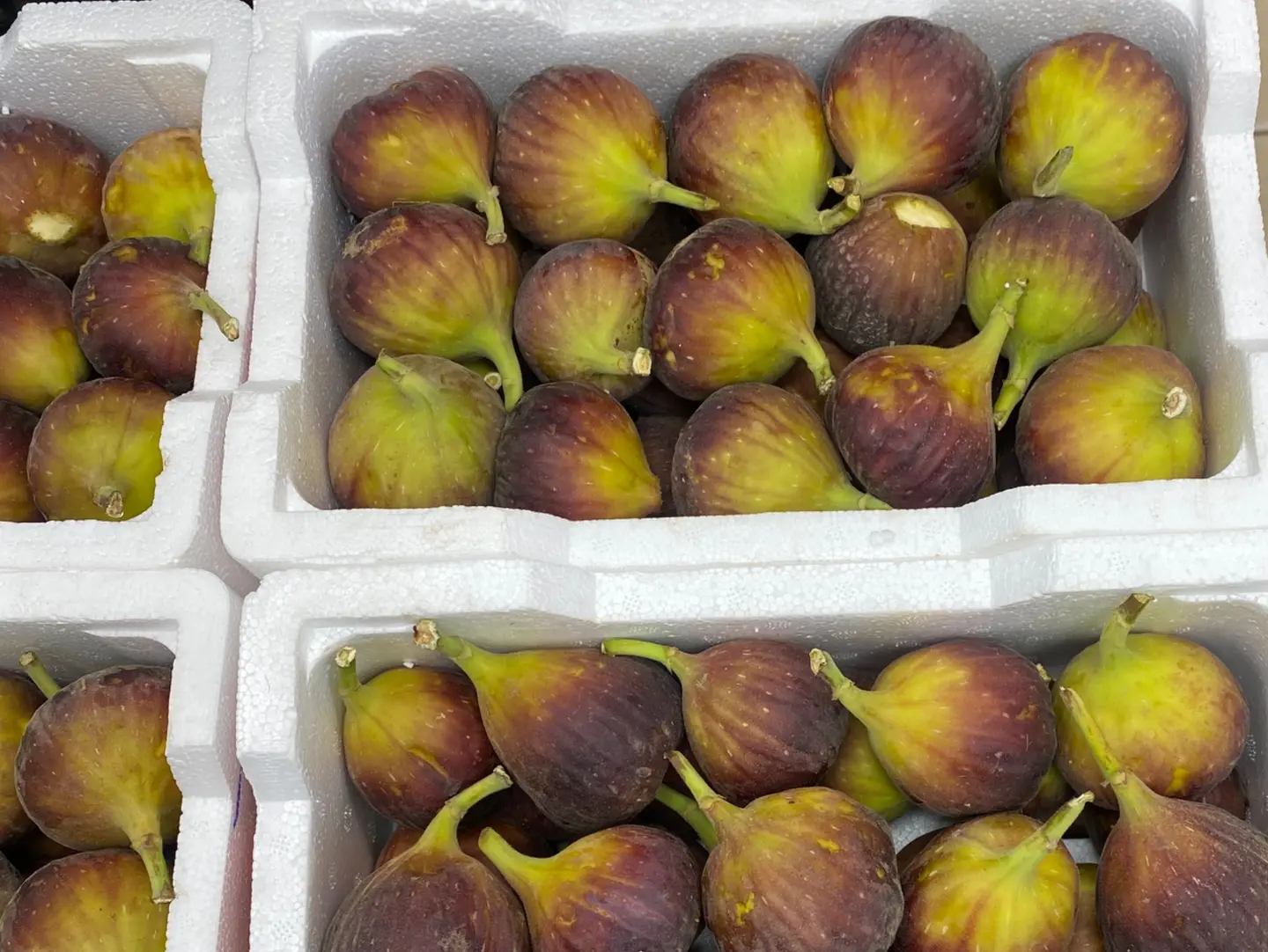 Red Figs