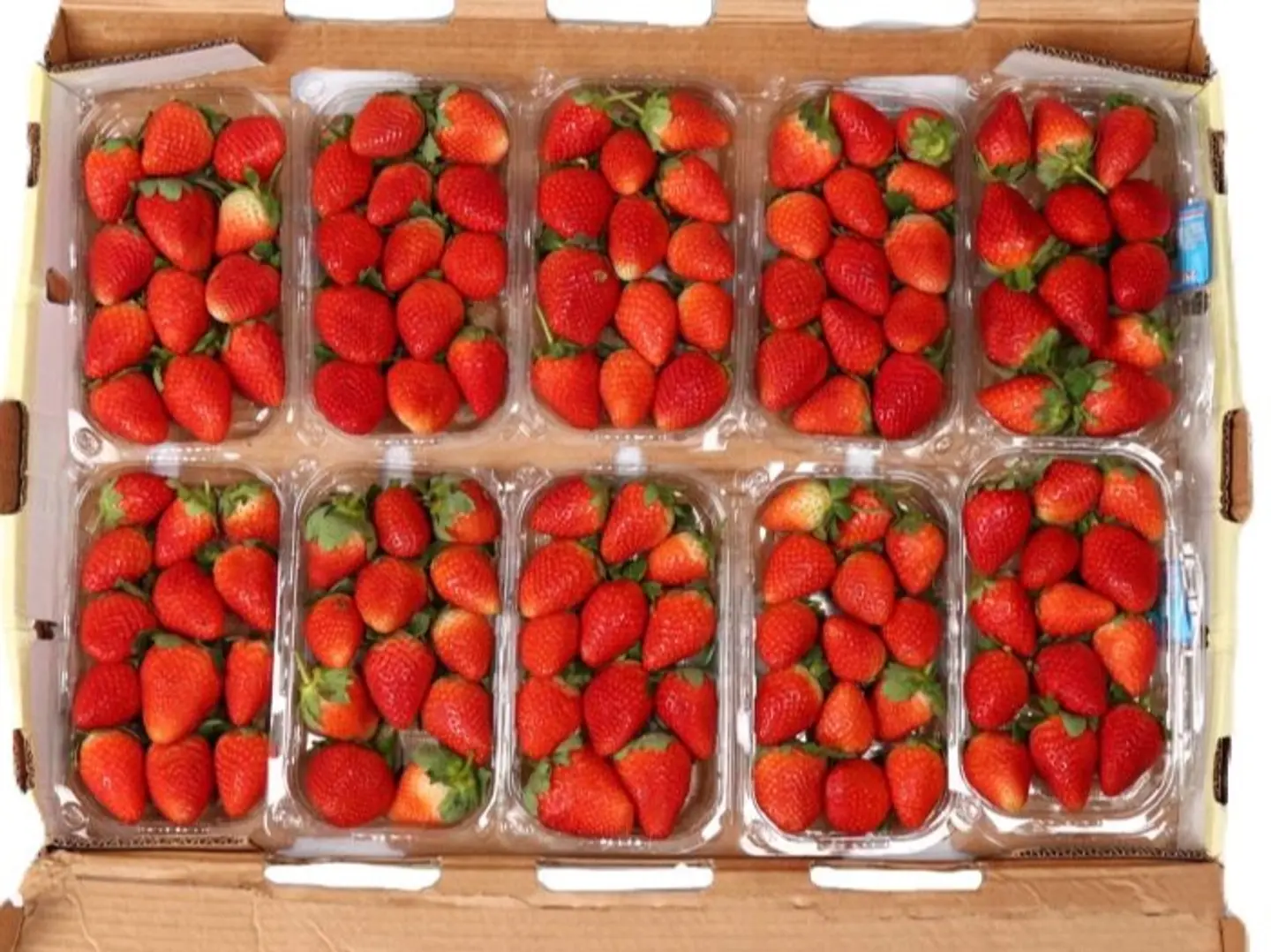 فرواله كرتون