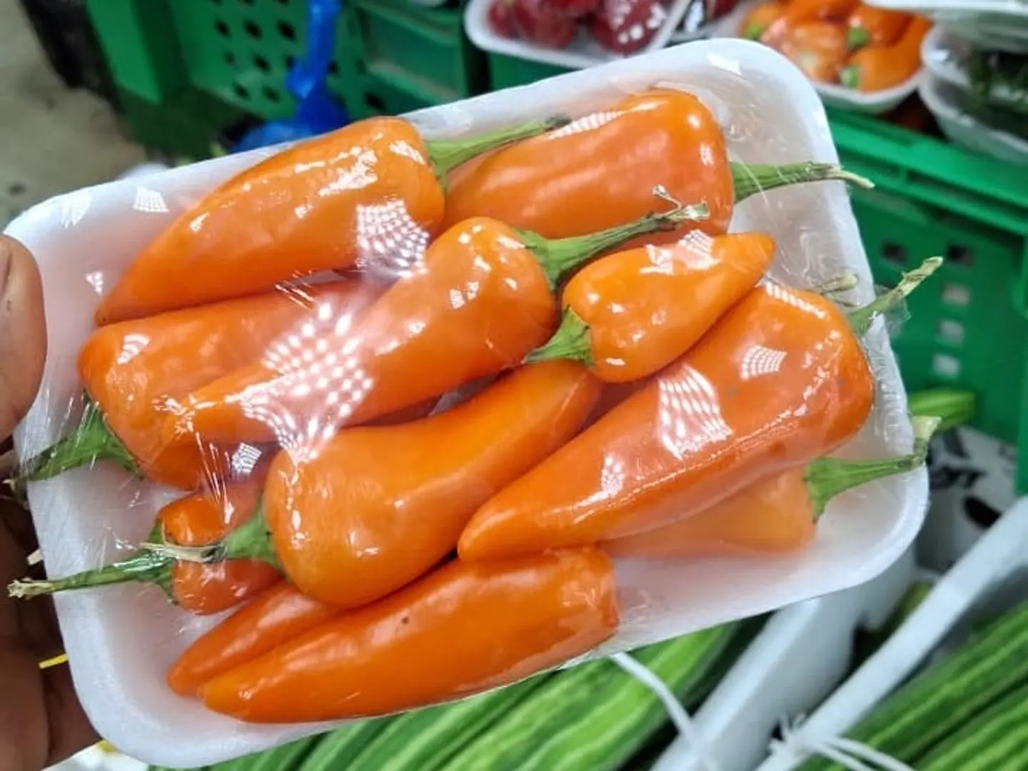 فلفل شقرا برتقالي صحن