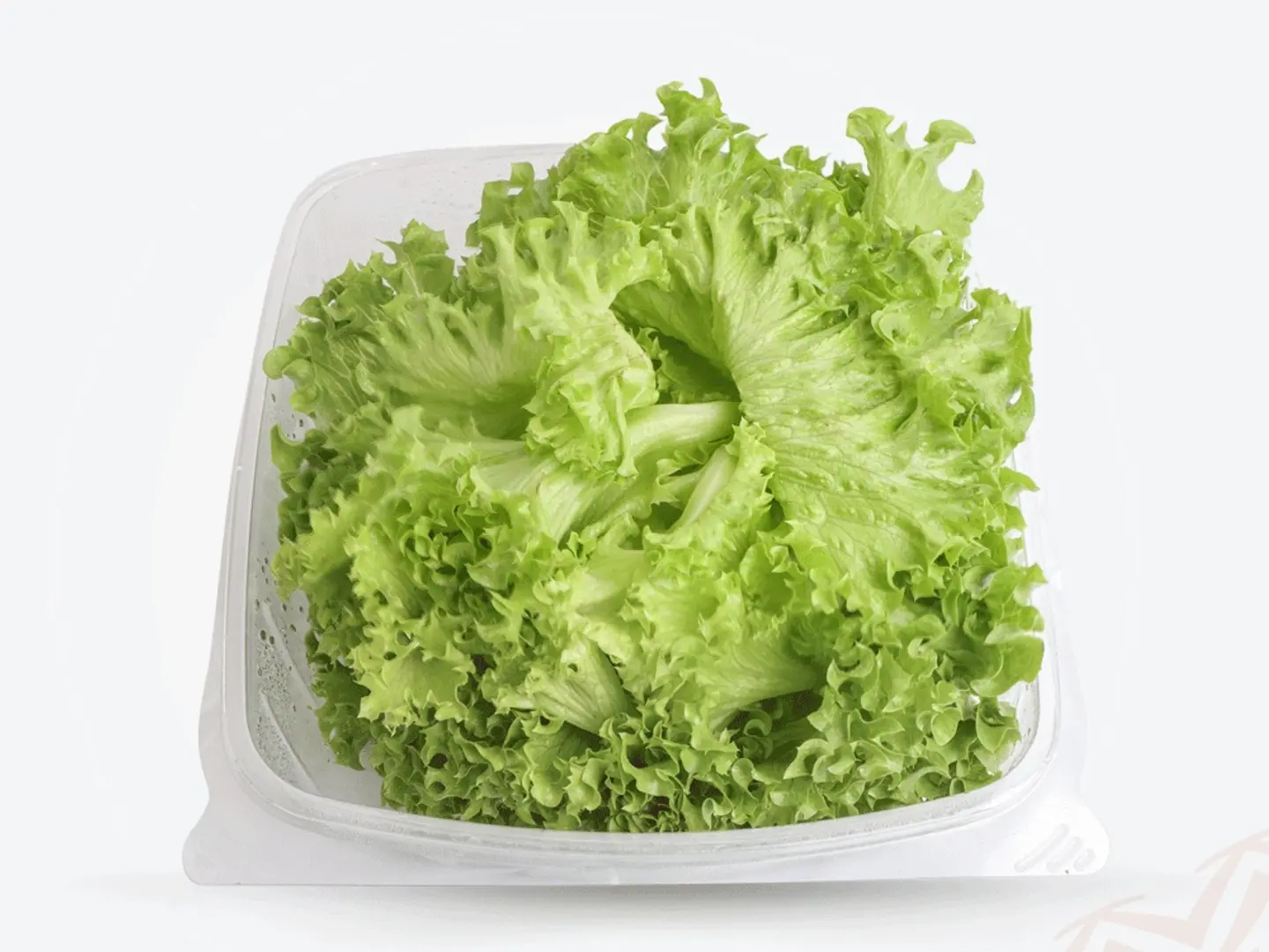 American Lettuce Can