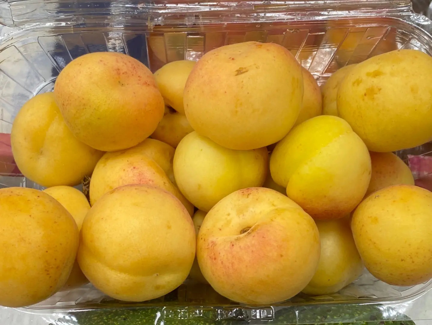 Apricot