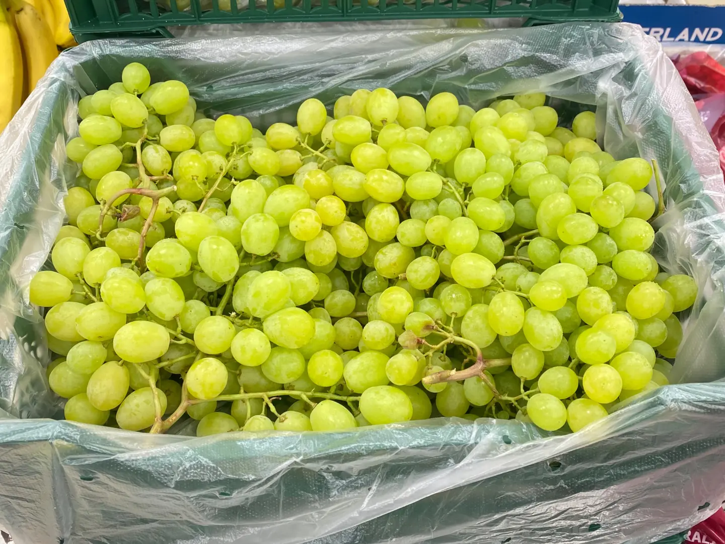 Egyptian Grapes