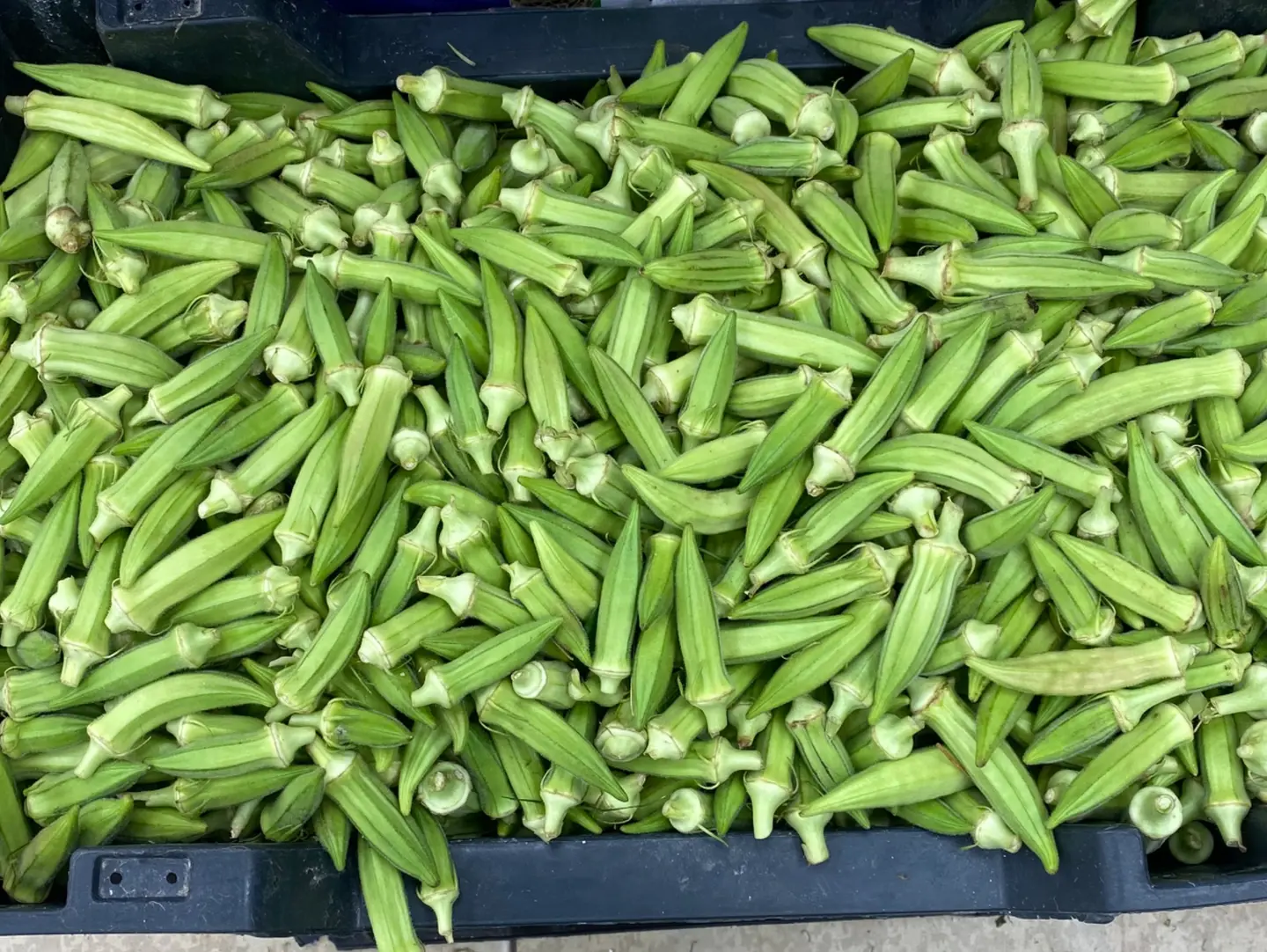 Hassawi Okra