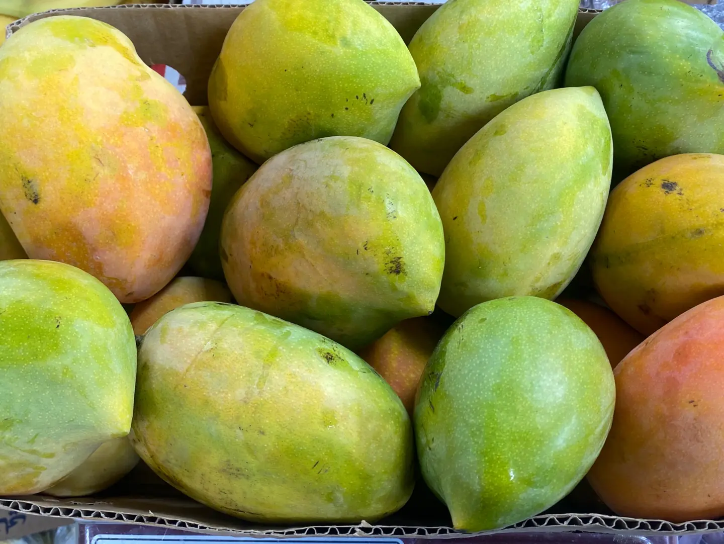 مانجو سمكه جازاني الكيلو