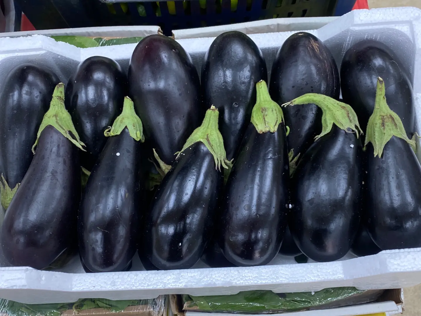 Large Flin Eggplant