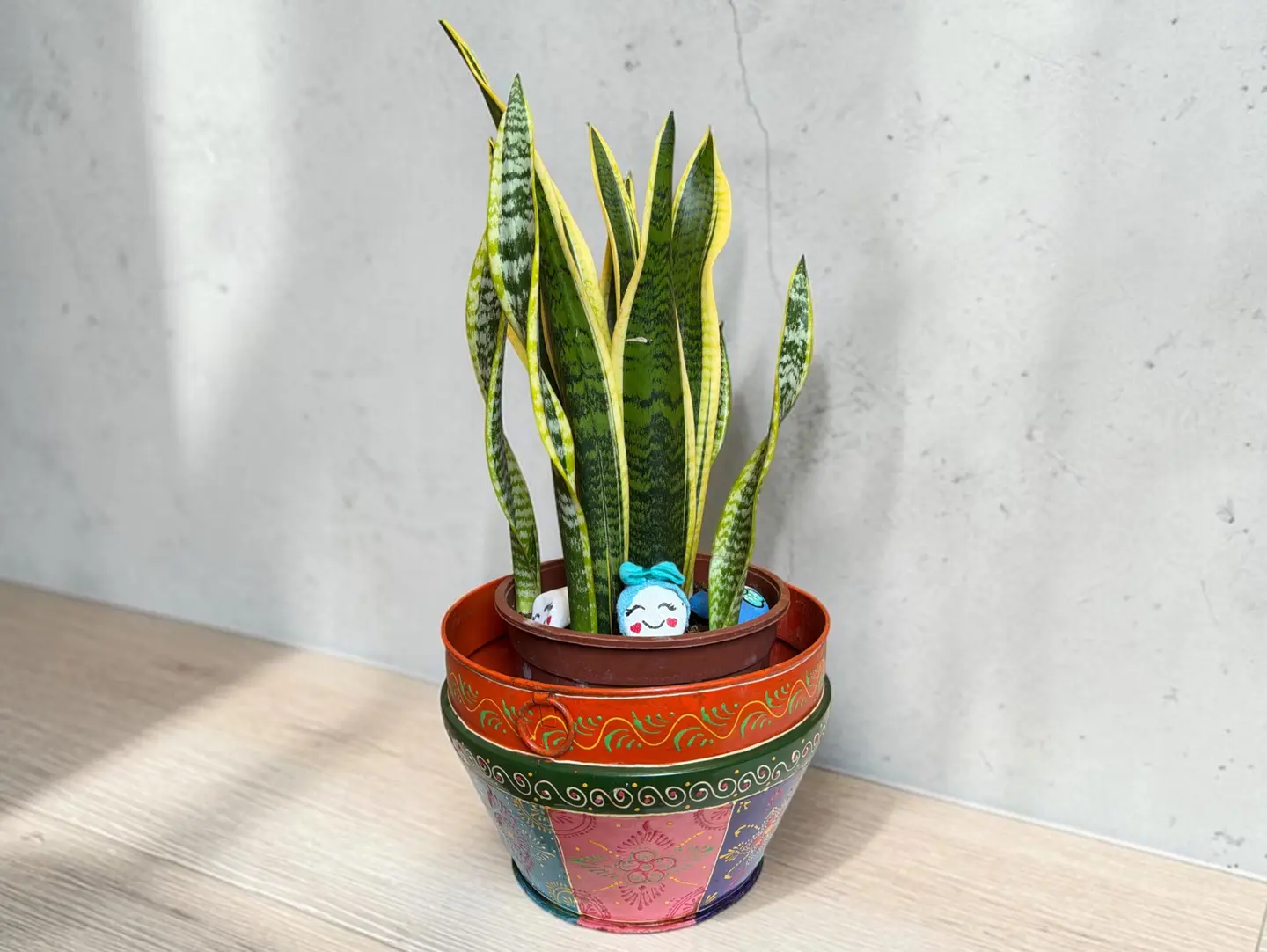 Snake Plant In Traditional Planter