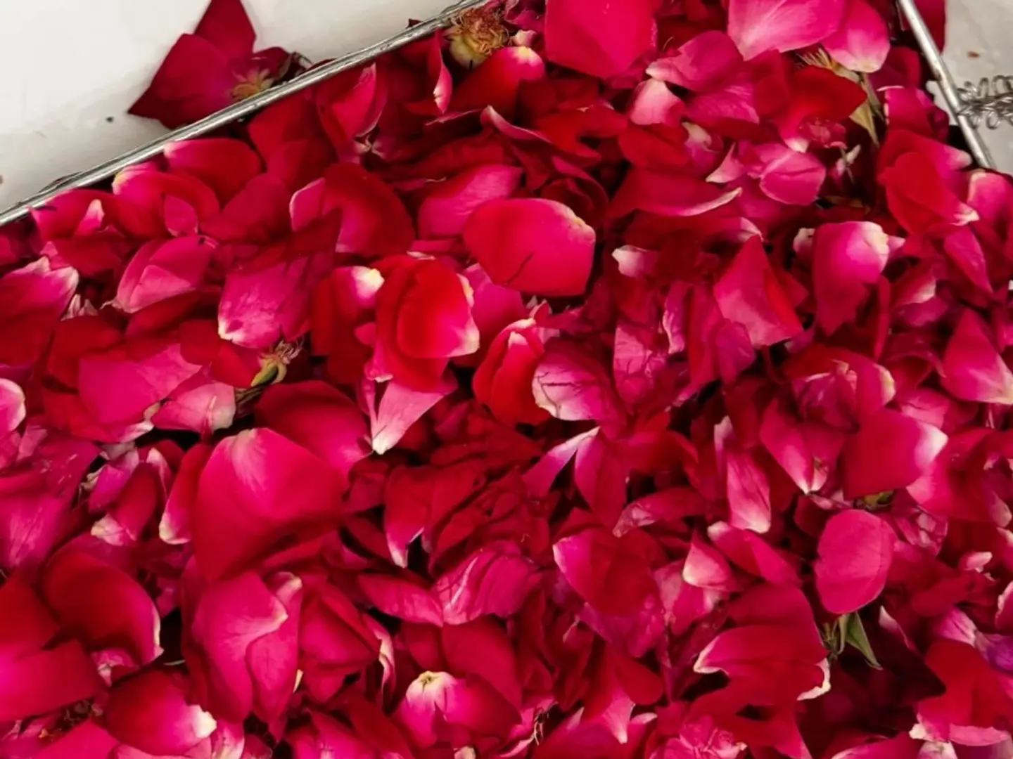 ورد منثور طبيعي حجم كبير