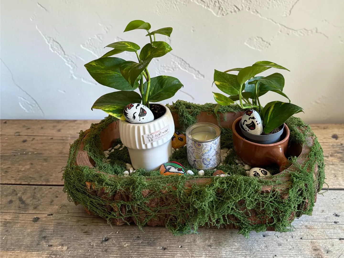 Pothos Oasis