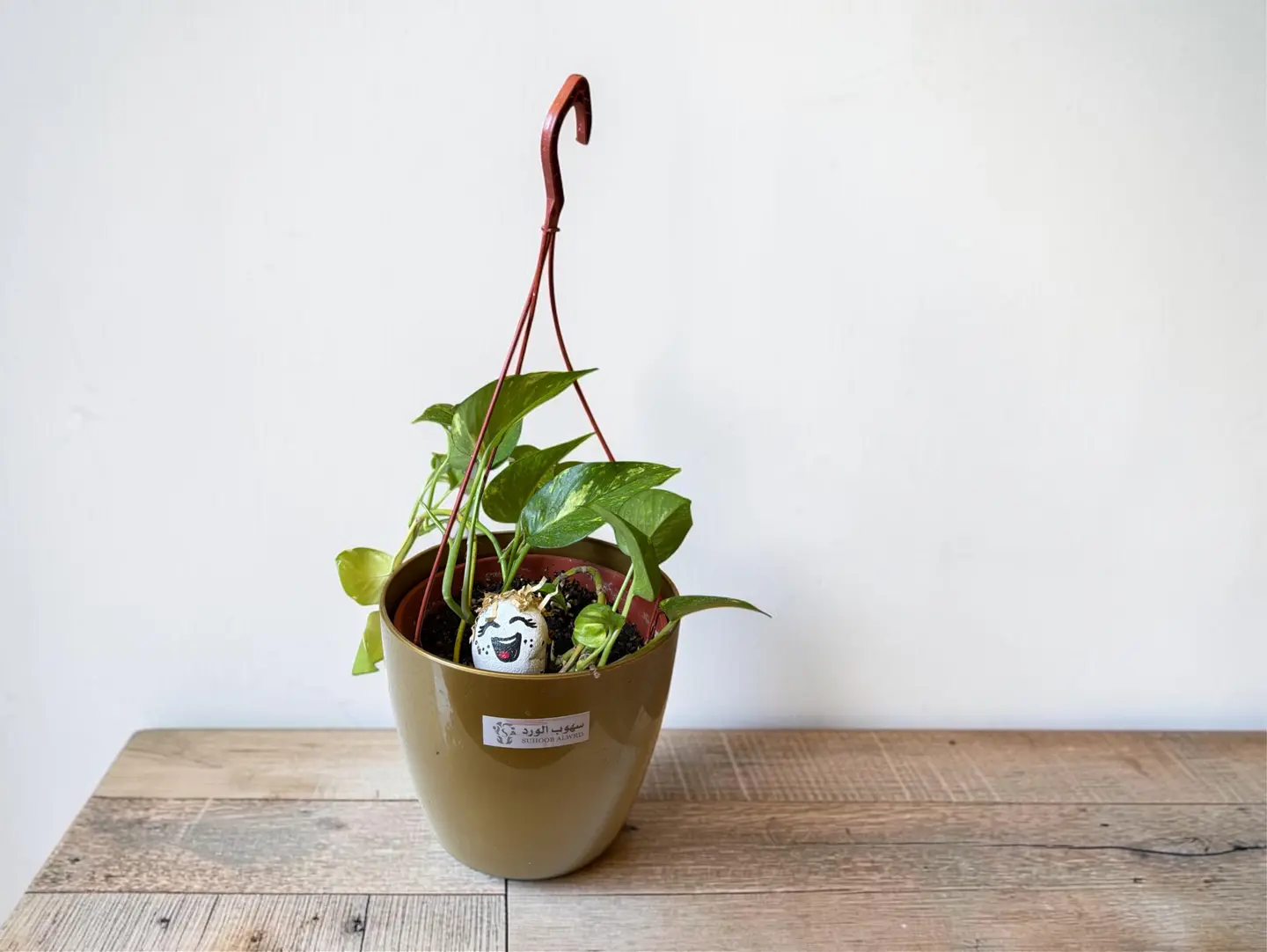 Medium Hanging Pothos