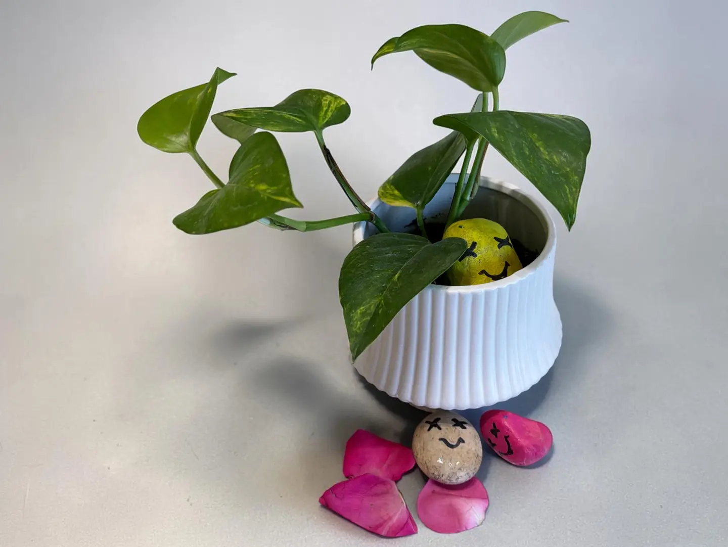 Indoor Pothos Plant
