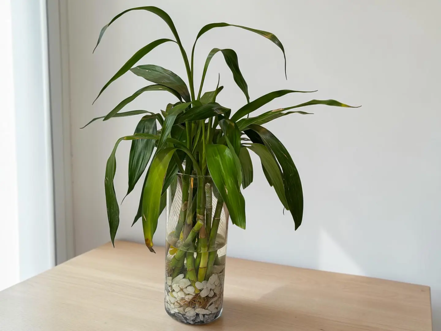 Bamboo Of Luck And Joy