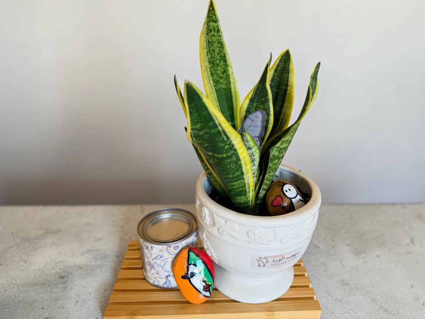 Sansevieria Plant