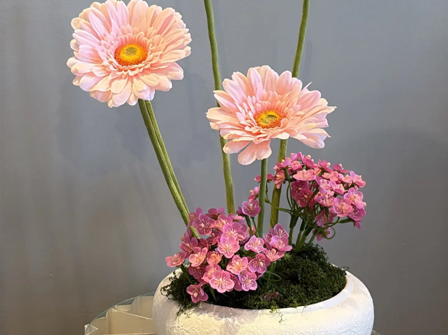 فازة الجربيرا الوردية