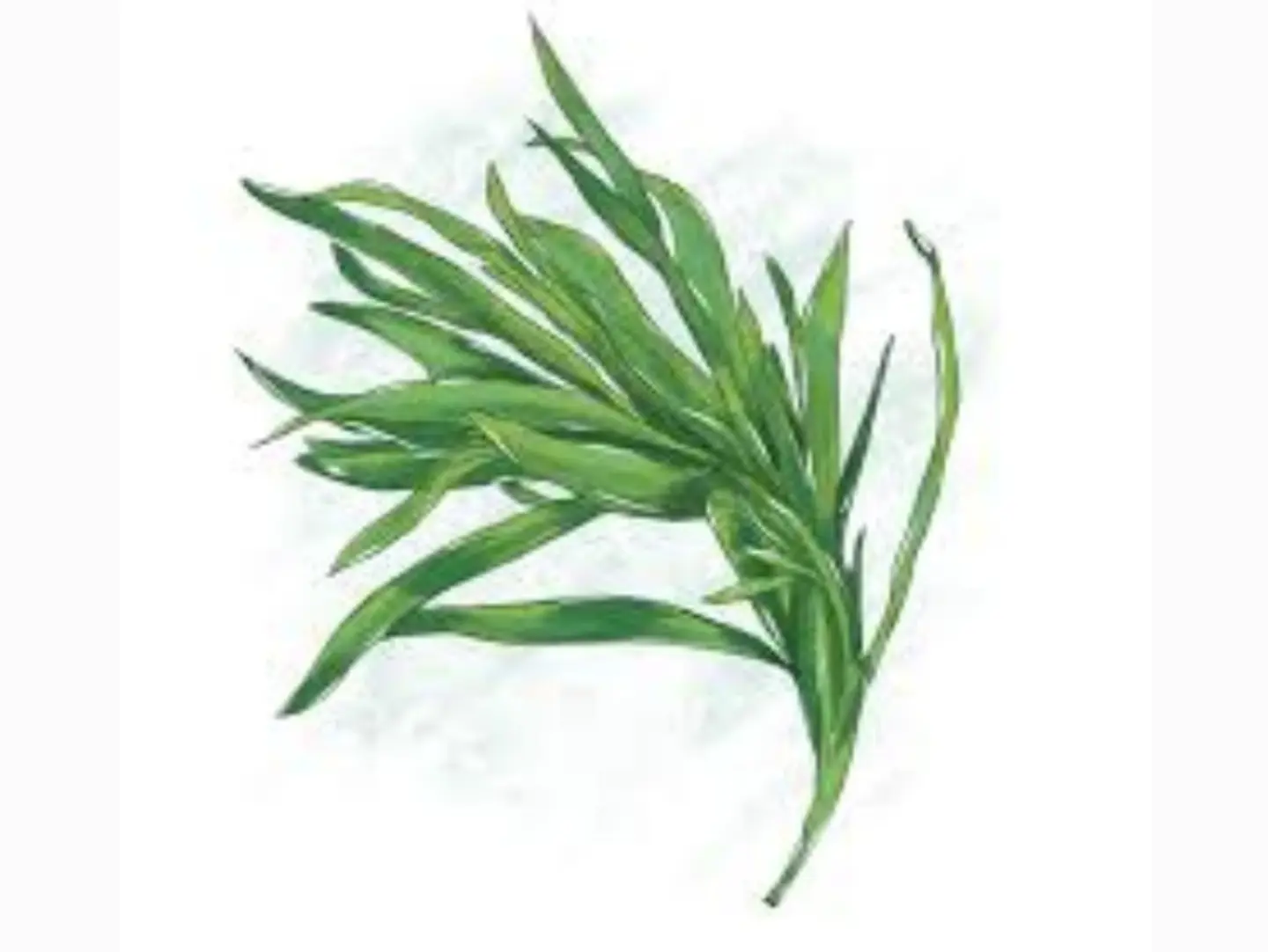 Tarragon