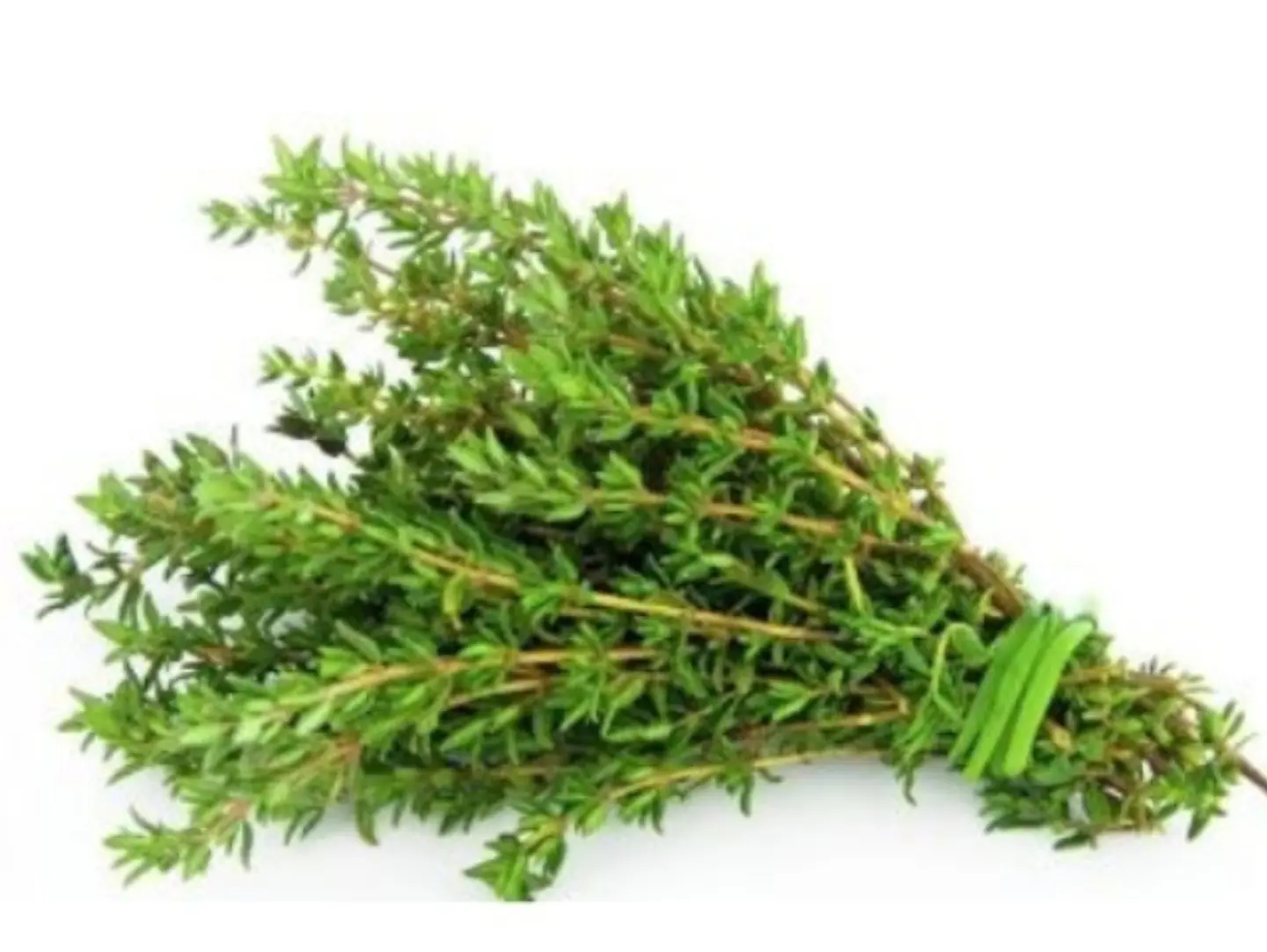 Thyme Holland