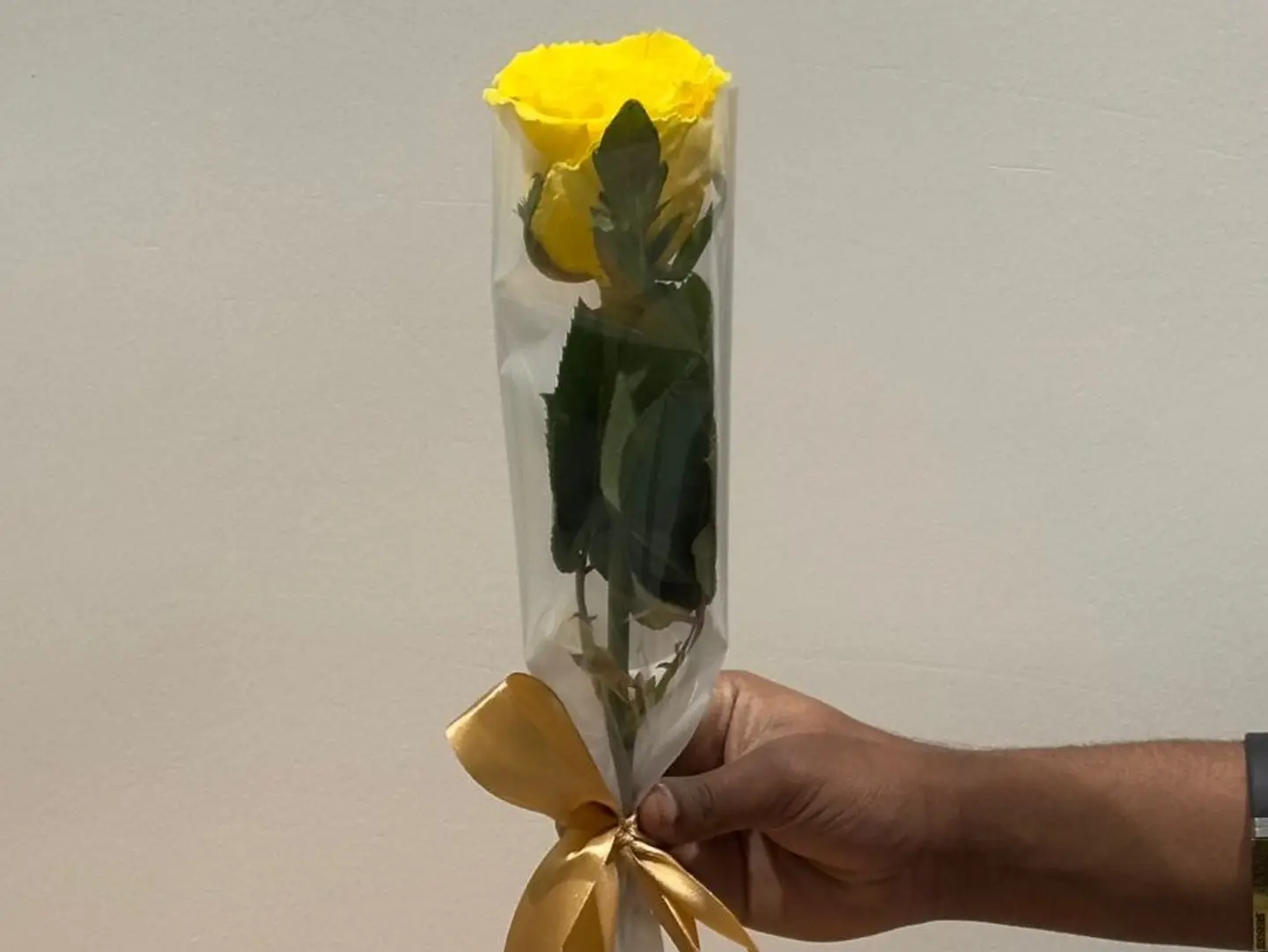 Yellow Rose