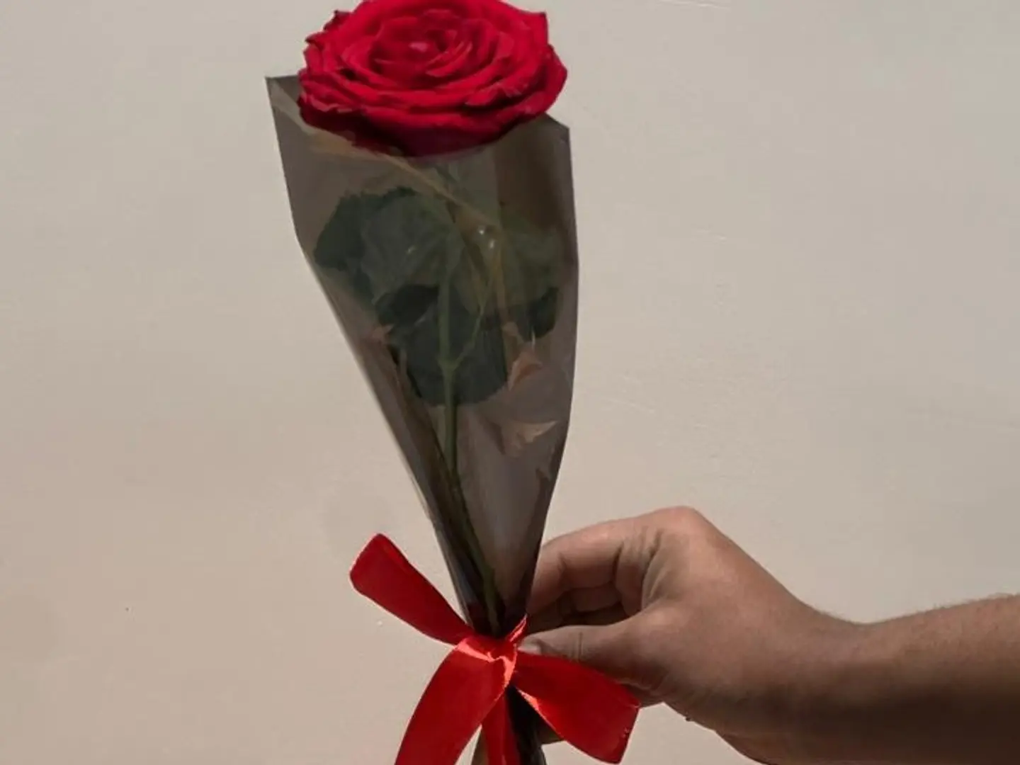 حبة جوري فردية أحمر