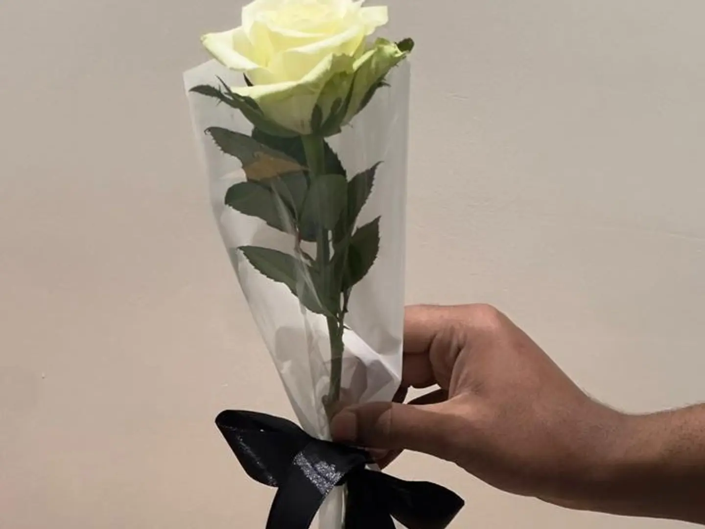 حبة جوري فردية أبيض