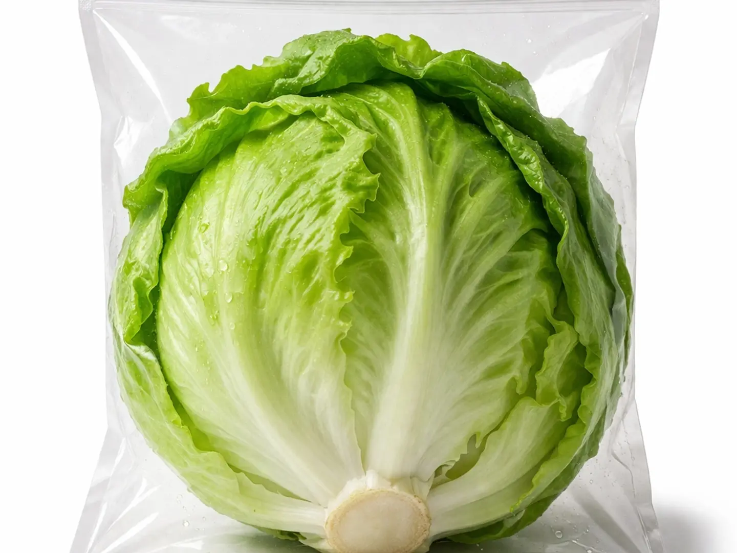 خس مدور(1حبة)