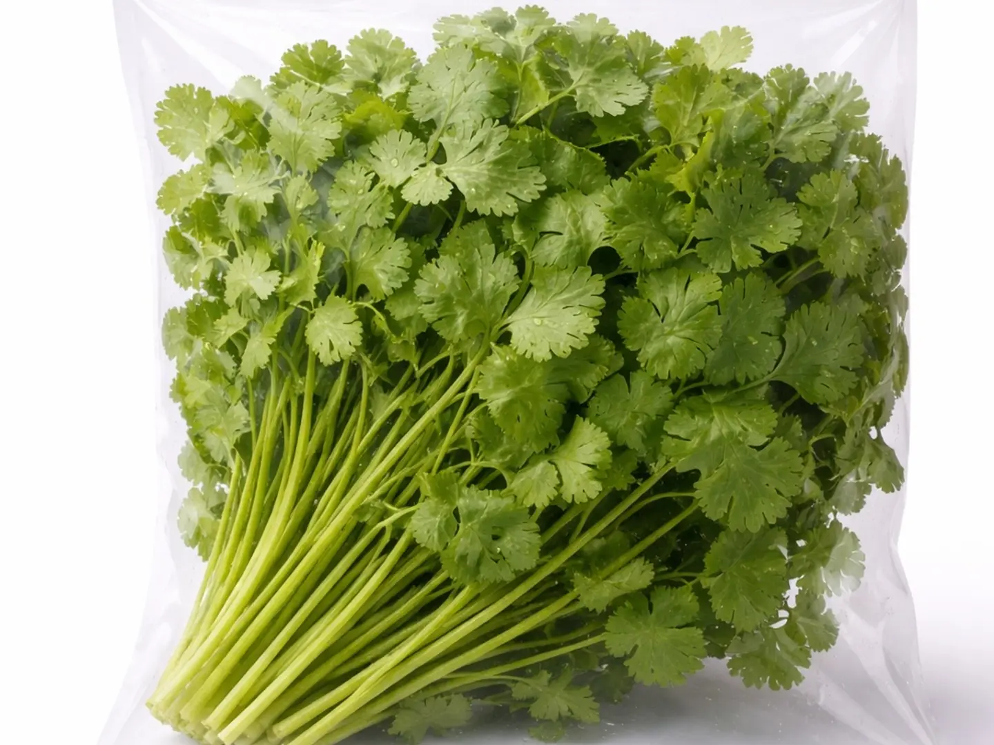 كزبرة (1حزمة)