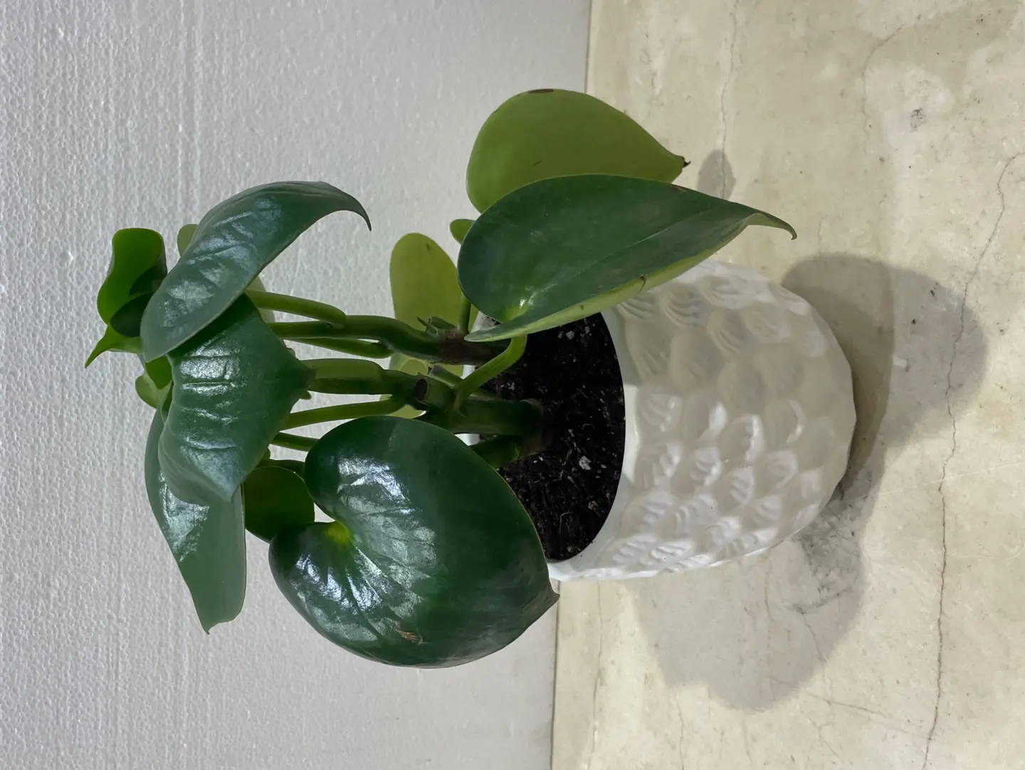 بيبي روميا حبات المطر