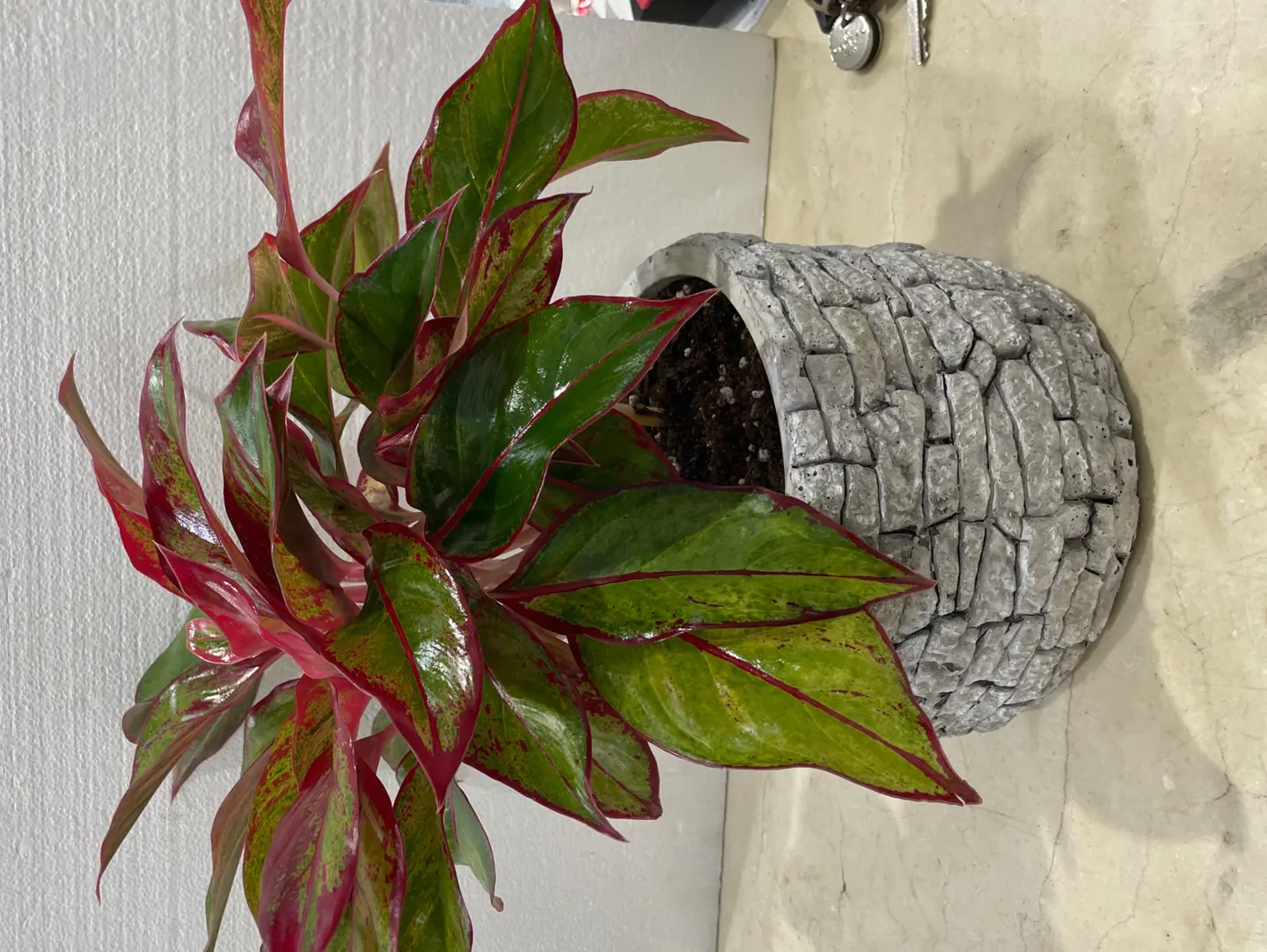 أجلونيما الحمراء