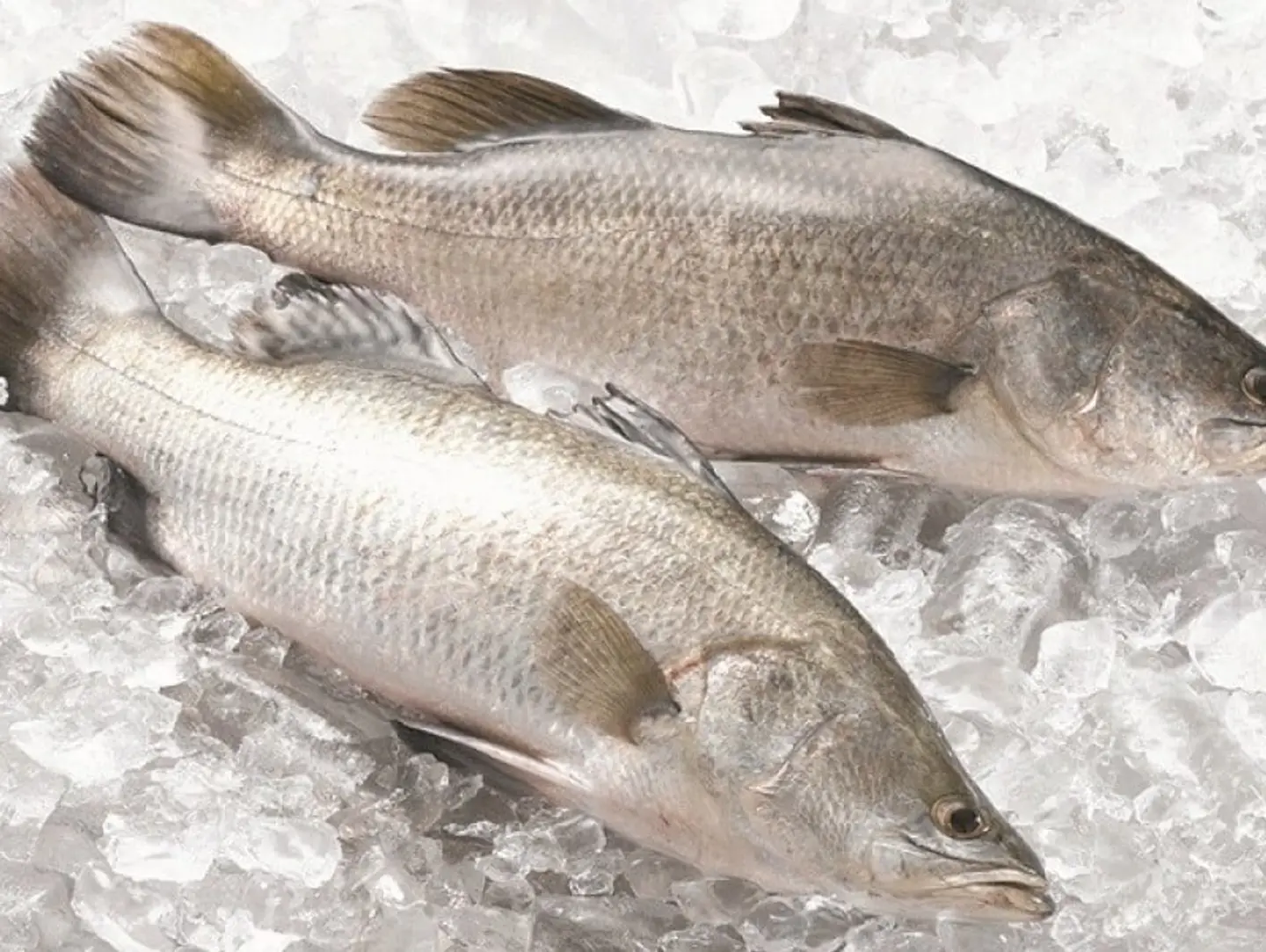 سمك قاروص كيلو - كيلو