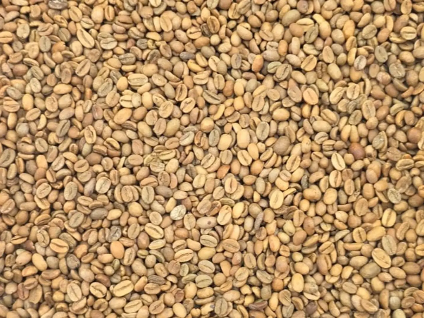 قهوة خولاني درجة اولى حمصة فاتحة