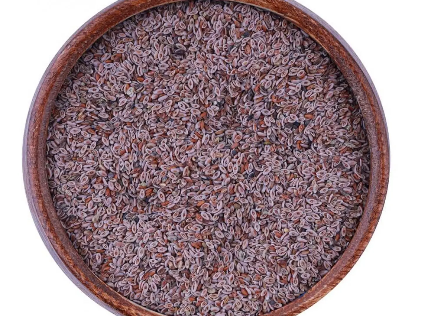 بذور القاطونة