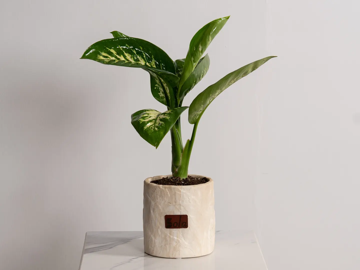 Dieffenbachia Plant