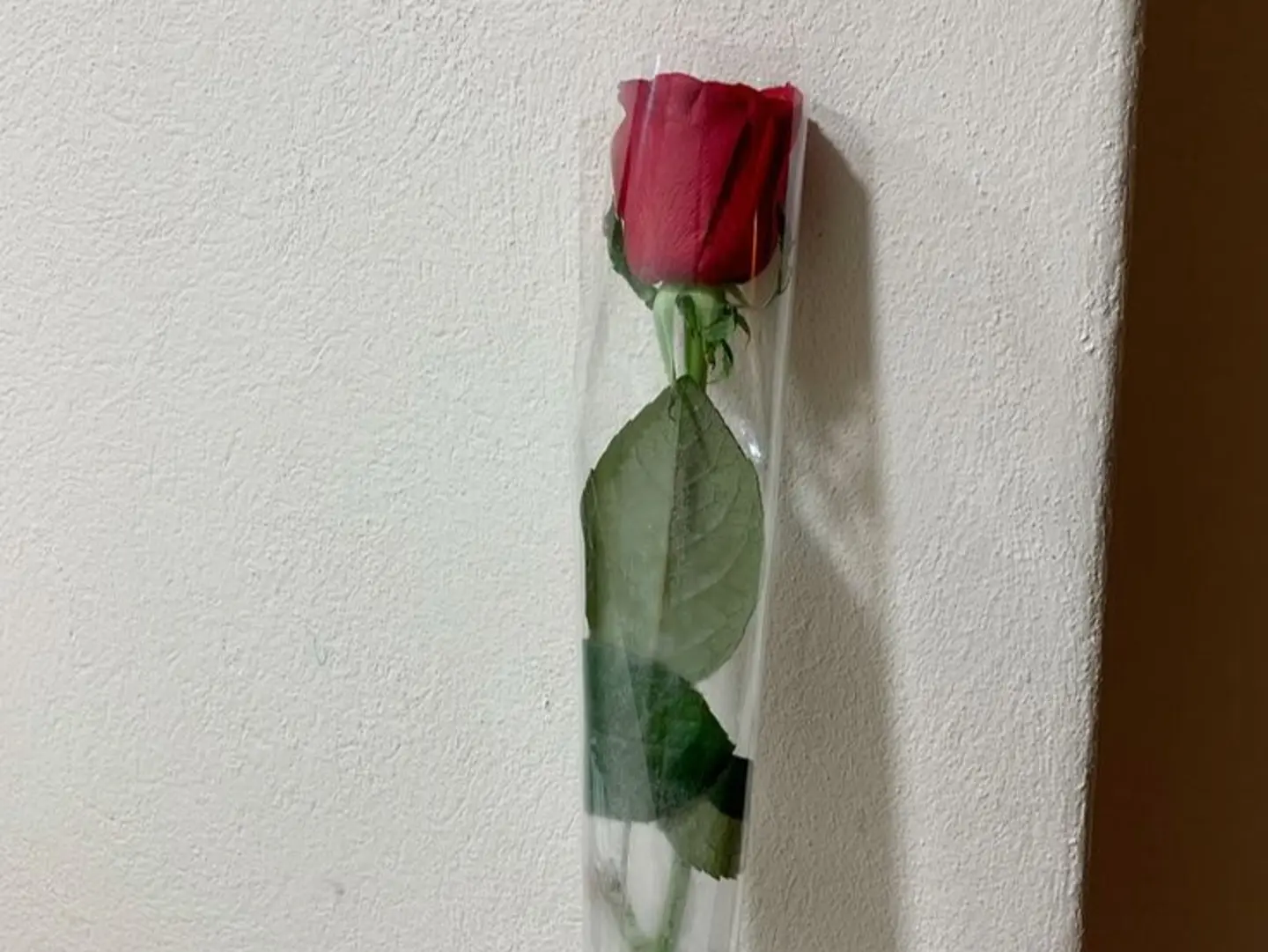 ورد جوري بالحبة