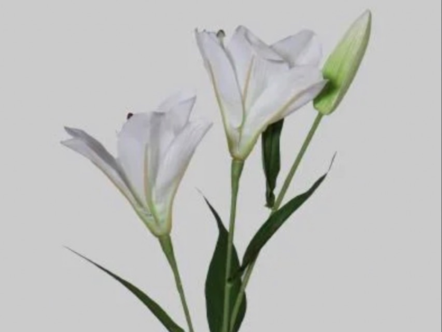 Casablanca White