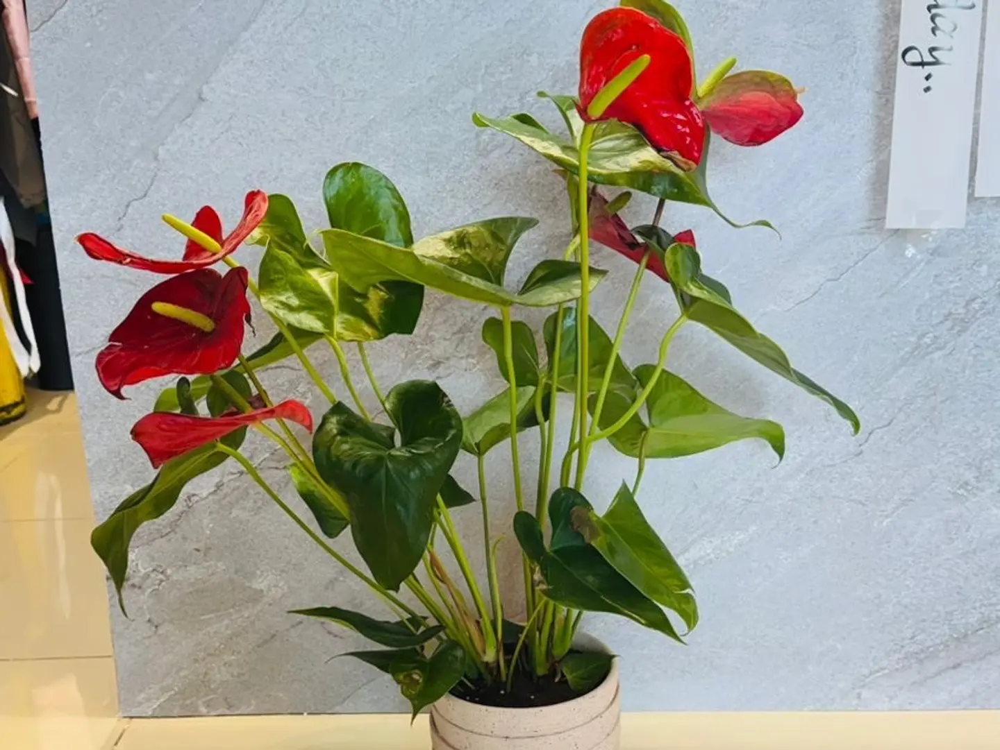 Antrium Red Rose In A Large Beige Vase