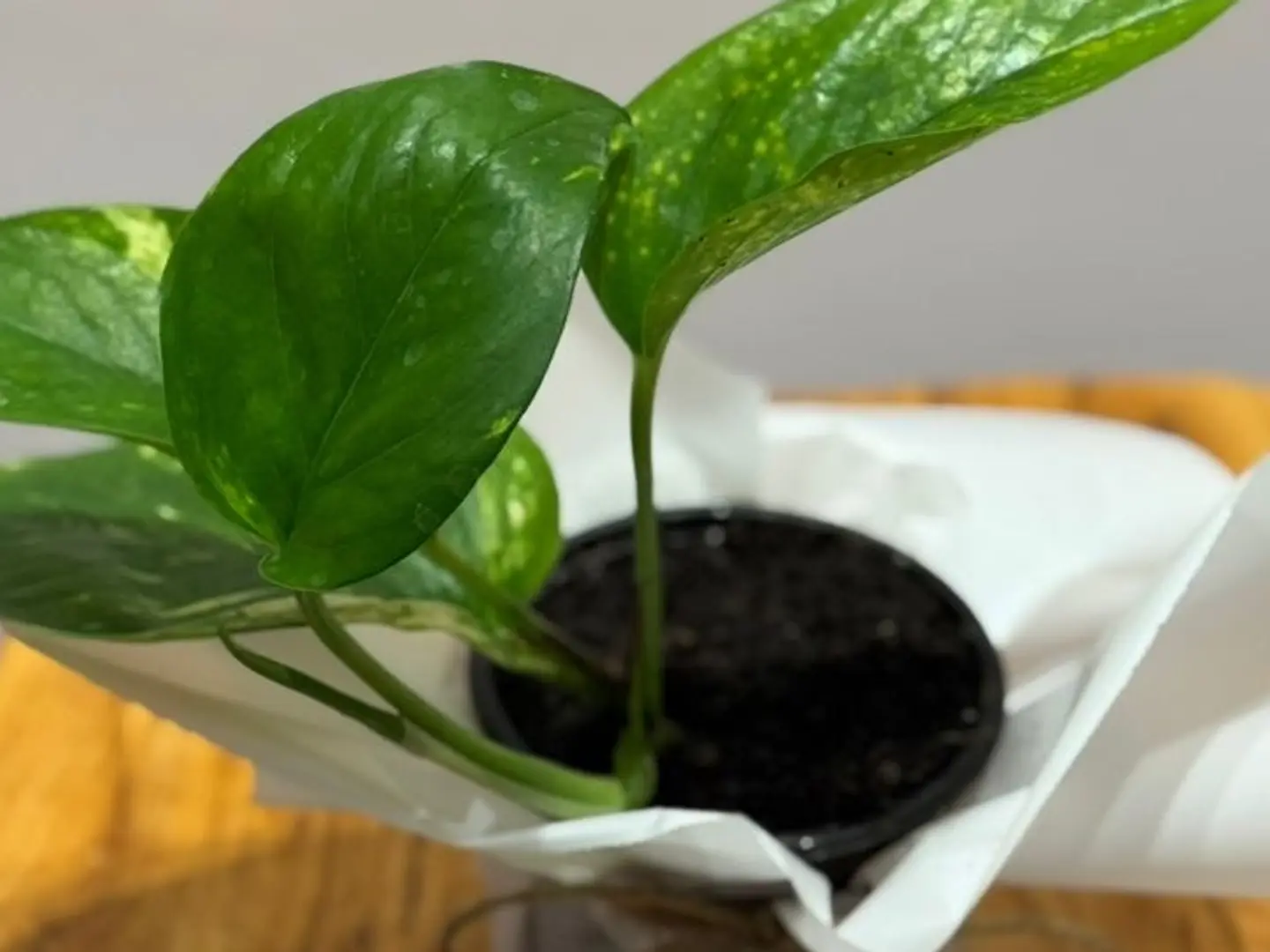 White Packaging Boots