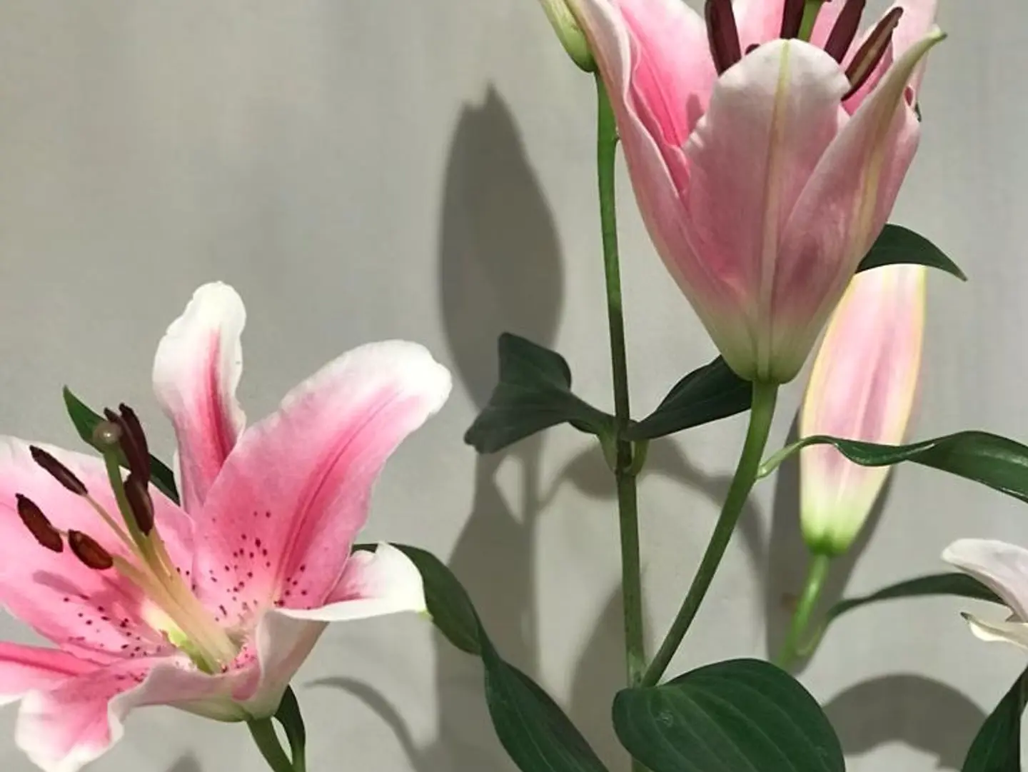 One Branch Casablanca Pink