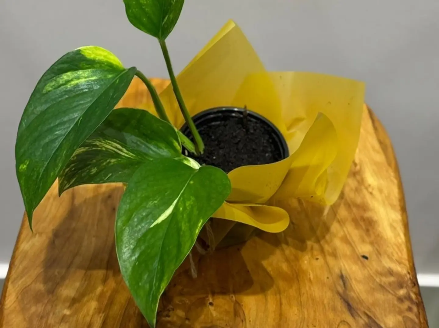 Yellow Packaging Boots