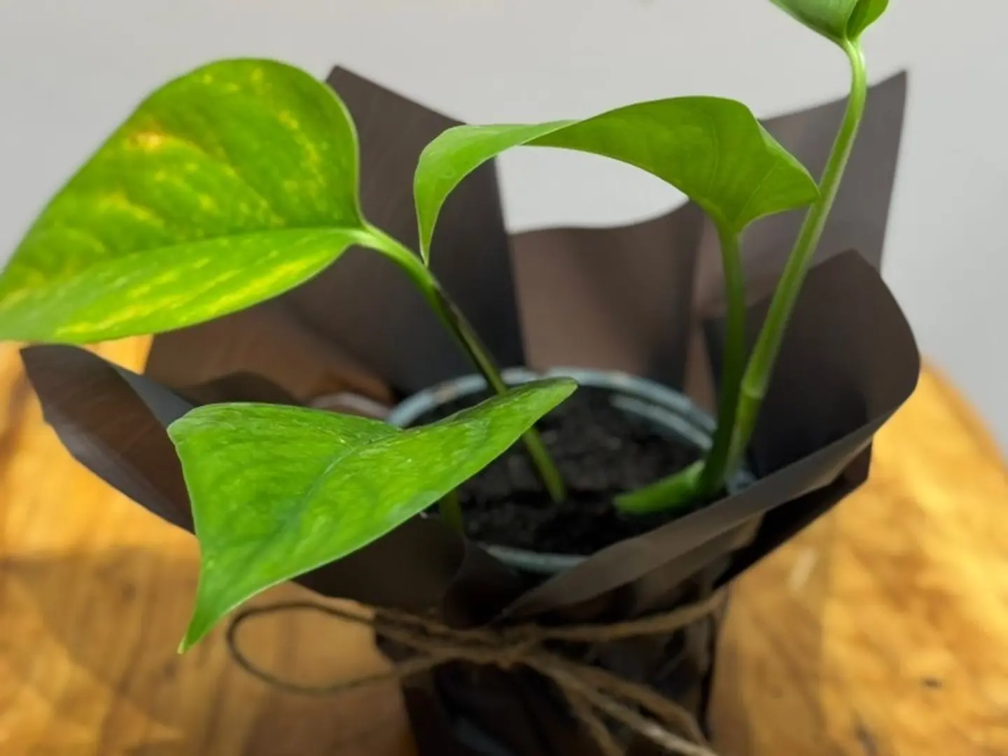 Black Packaging Boots