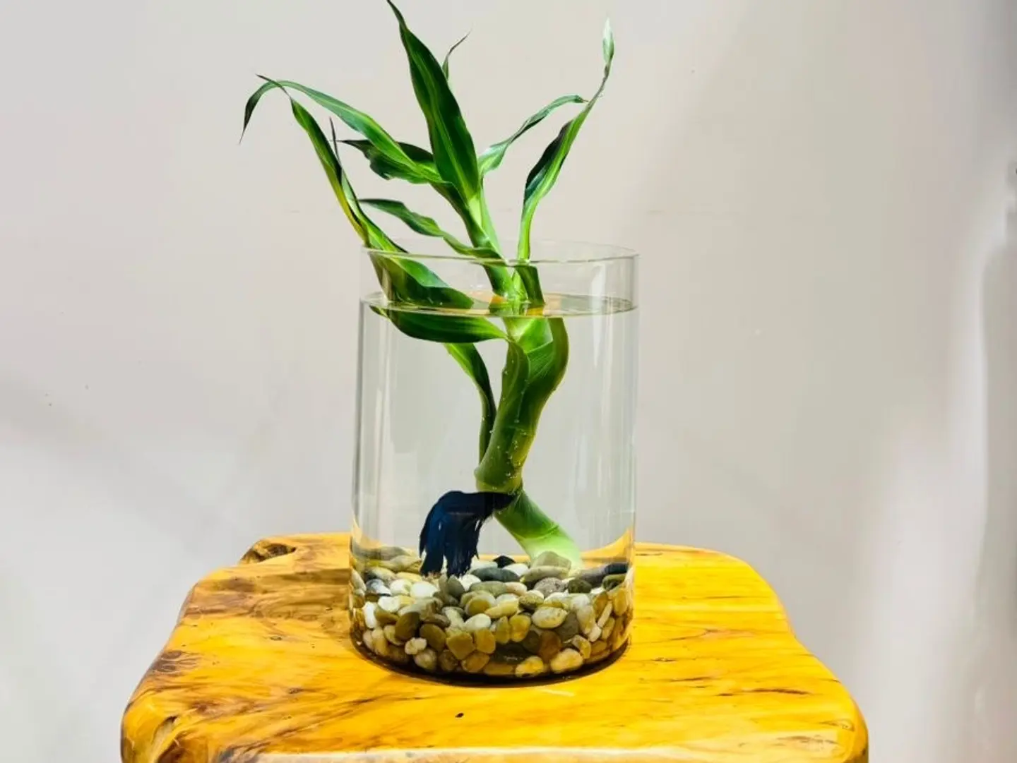 Fighter Fish With Bamboo